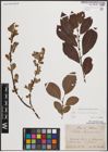 Foto von Salix caprea L. x Salix silesiaca Willd.